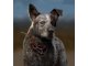 Far Cry 5 12 06 2017 pic (10)