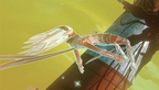 Gravity Rush vignette