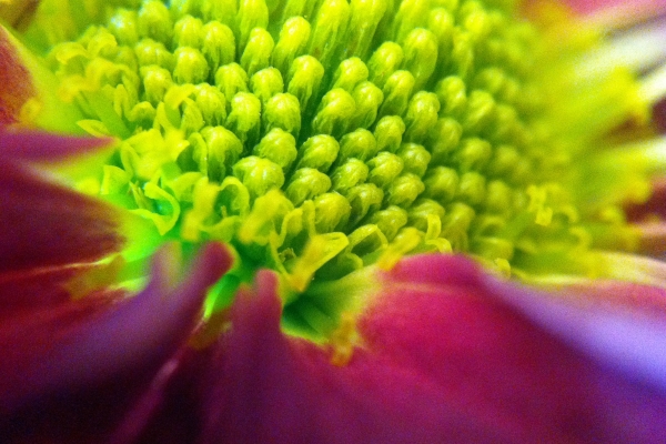 macro-lens-band-34
