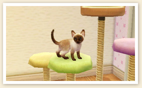 Nintendogs-+-Cats_15