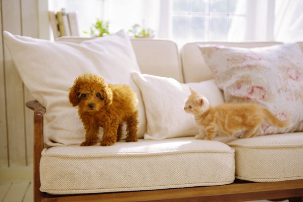 nintendogs-cats-screenshot-2011-01-19-06