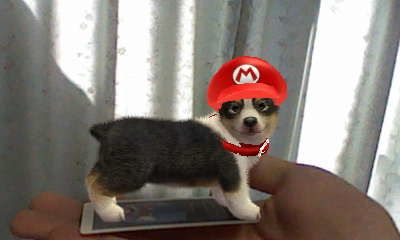 nintendogs_nintendo_ar-cards-screenshot-20110227-07