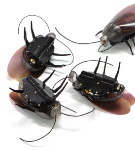 roachbot-cafard-telecommand&eacute;-ipad-iphone-ipod-3