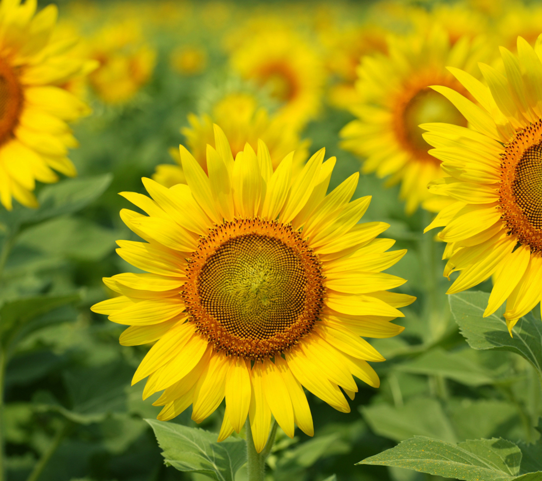 wallpaper_15_00165